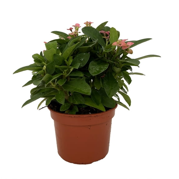 Rhea Biblical Crown of Thorns Plant - Euphorbia - Pink - 4" Pot