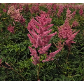 Rheinland Astilbe - 1 Gallon Shade Perennial