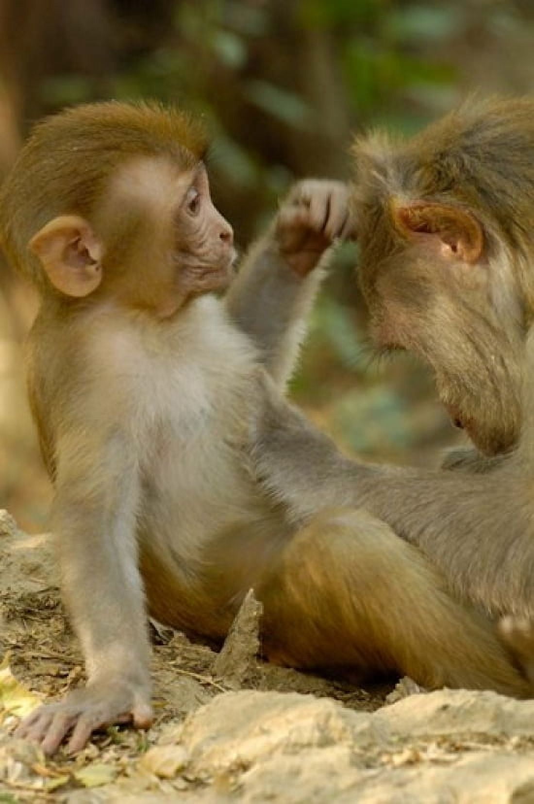 Rhesus Macaque Bharatpur National Park Rajasthan INDIA Canvas Art - Pete Oxford DanitaDelimont (19 x 29)
