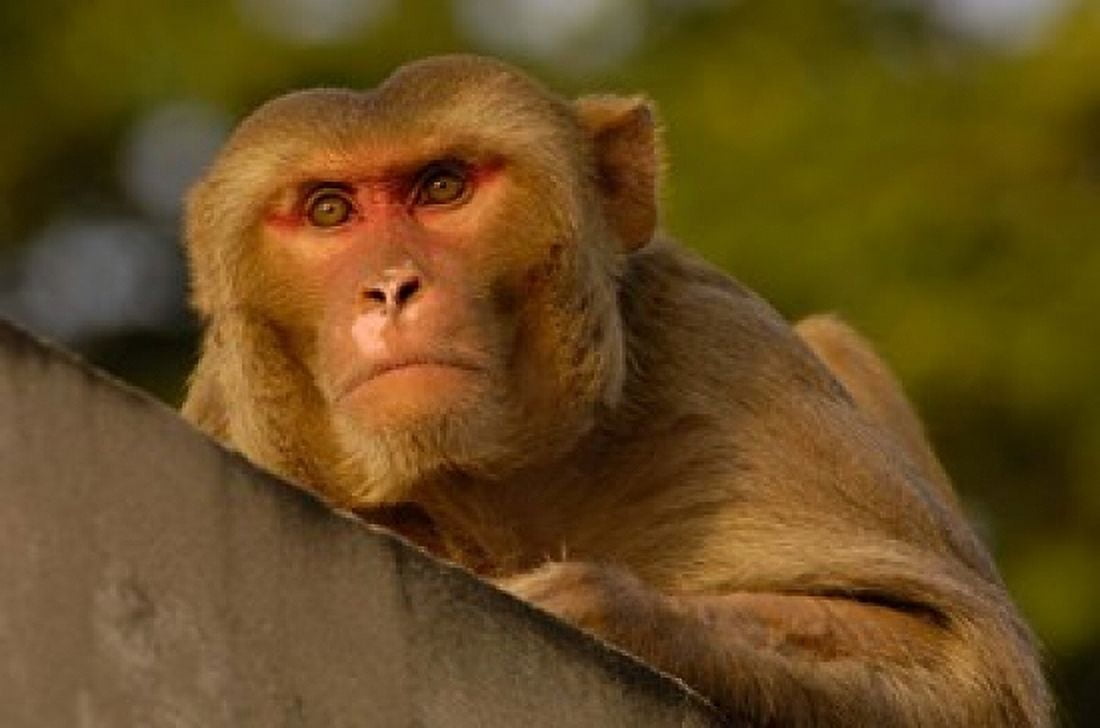 Rhesus Macaque Bird Bharatpur Rajasthan INDIA Canvas Art - Pete Oxford DanitaDelimont (29 x 19)