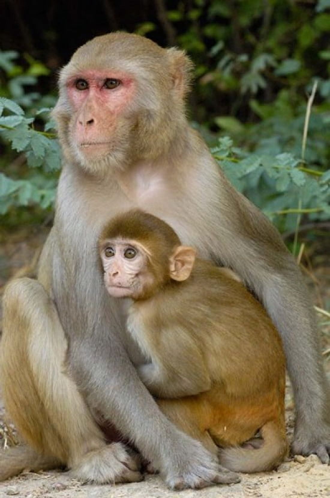 Rhesus Macaque monkey with baby Bharatpur National Park Rajasthan INDIA Canvas Art - Pete Oxford DanitaDelimont (19 x 29)