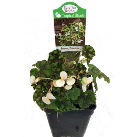 Rhinestone Begonia Plant - 2.5" Pot - Terrarium/Fairy Garden/House Plant
