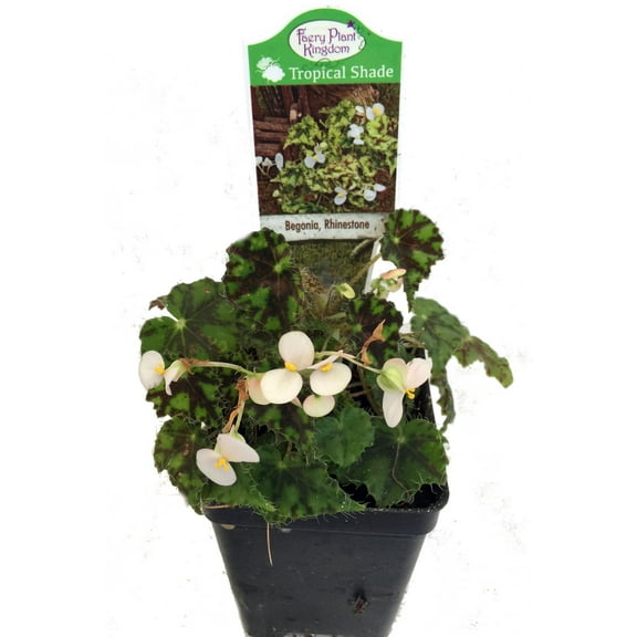 Rhinestone Begonia Plant - 2.5" Pot - Terrarium/Fairy Garden/House Plant