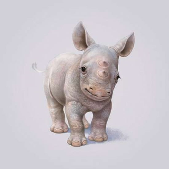 Rhino Canvas Art - John Butler (24 x 24)