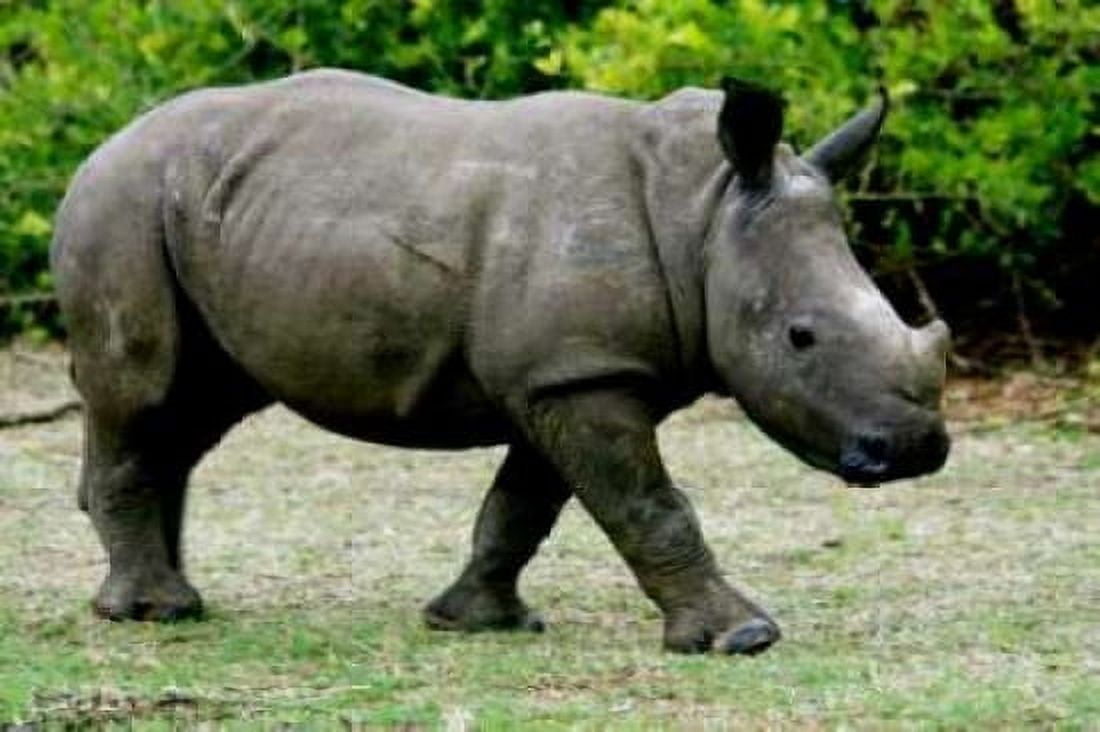 Rhino III Canvas Art - Dana Underdahl (20 x 28)