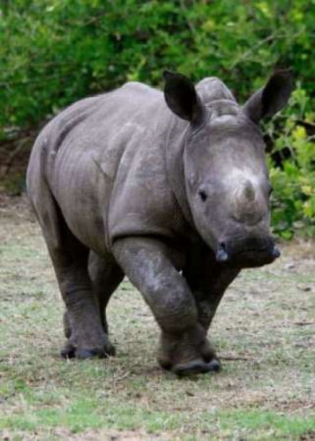 Rhino IV Canvas Art - Dana Underdahl (20 x 28)