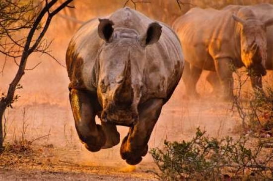 Rhino Learning To Fly Canvas Art - Justus Vermaak (20 x 28)