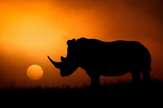 Rhino Sunrise Canvas Art - Mario Moreno (12 x 18)