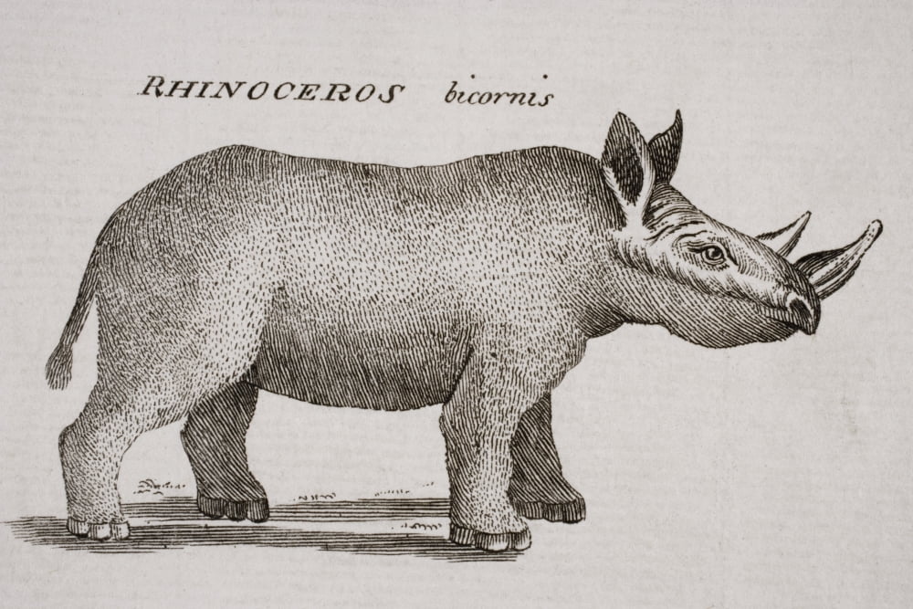 Rhinoceros Bicornis Engraved By P Halpin 18Th Century Canvas Art - Ken Welsh Design Pics (36 x 24)