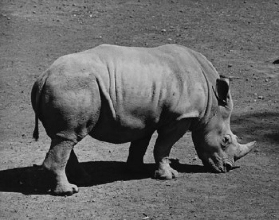 Rhinoceros Canvas Art - (24 x 36)
