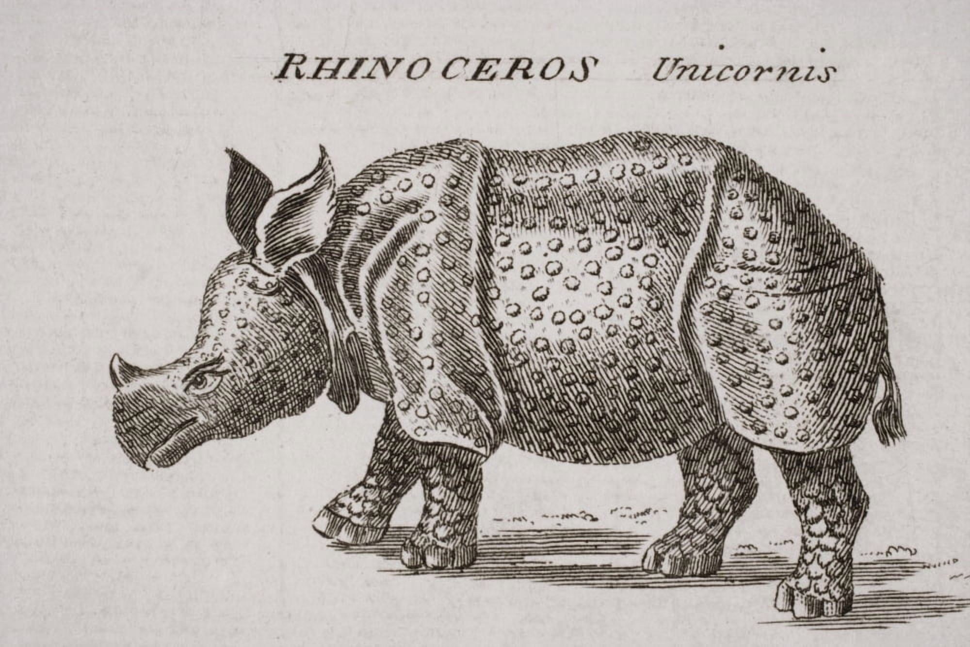Rhinoceros Unicornis Engraved By P Halpin 18Th Century Canvas Art - Ken Welsh Design Pics (18 x 12)