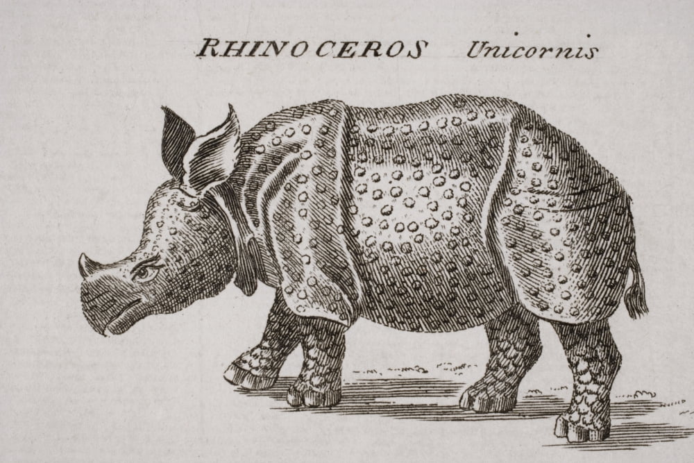 Rhinoceros Unicornis Engraved By P Halpin 18Th Century Canvas Art - Ken Welsh Design Pics (36 x 24)
