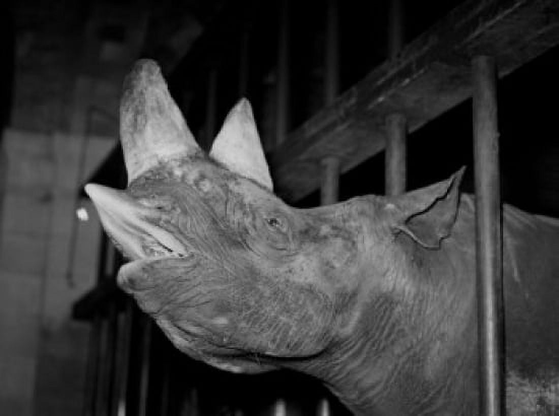 Rhinoceros in zoo yawning Canvas Art - (18 x 24)