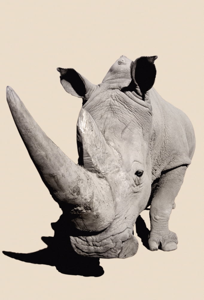 RhinocerosAfrica Canvas Art - Thomas Kitchin & Victoria Hurst Design Pics (24 x 36)