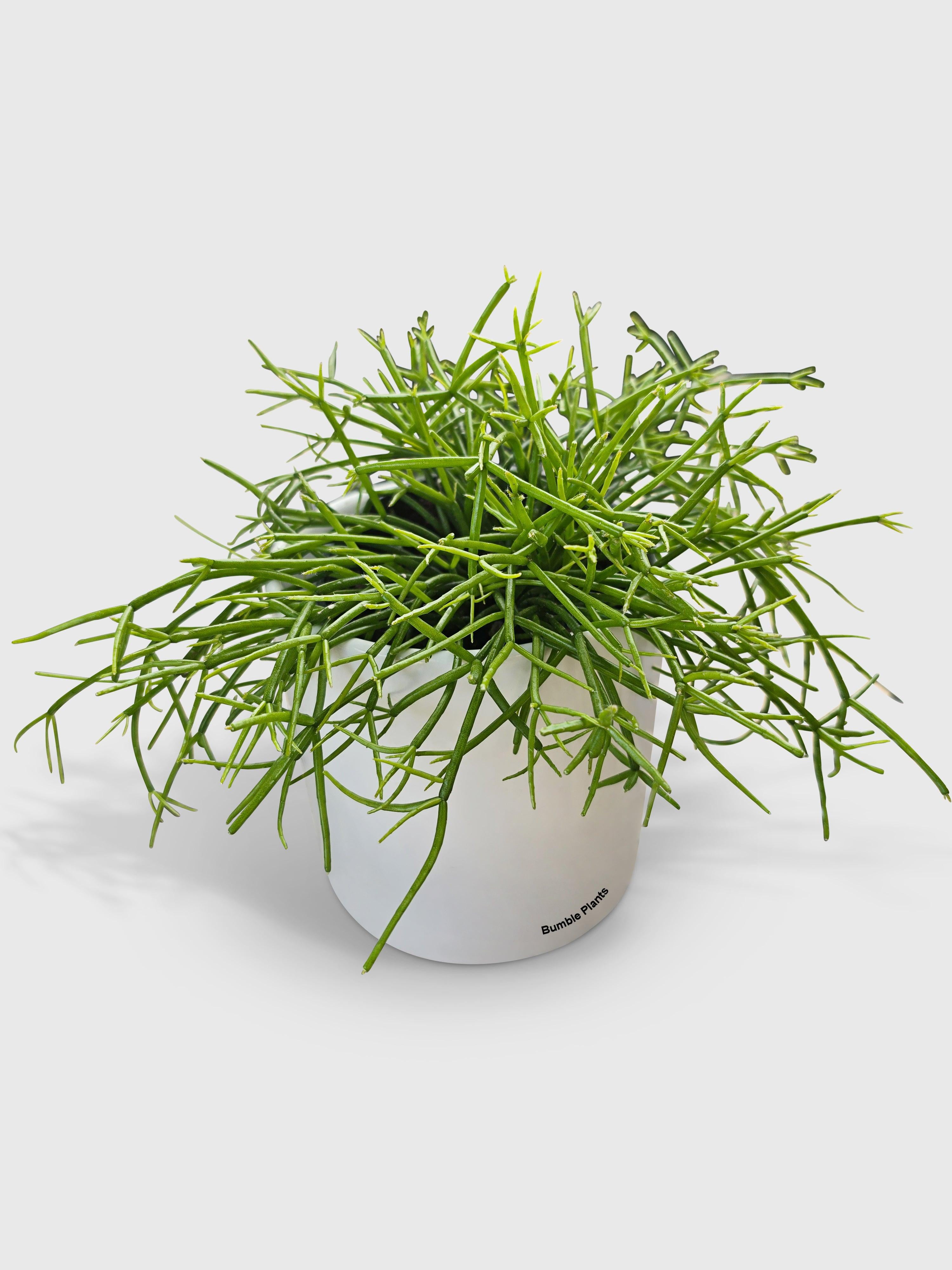 Rhipsalis Cashero Mistletoe Cactus - Live Air-Purifying Indoor Plant in Nursery Pot – Easy Care, Low Maintenance Houseplant for Home & Office Decor, Natural Air Cleaner, Best for Beginners (Small)
