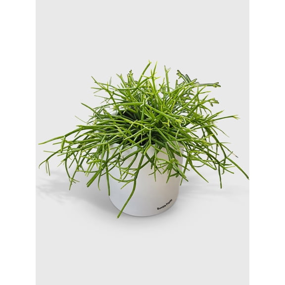 Rhipsalis Cashero Mistletoe Cactus Live Mature Full Houseplant in Nursery Pot, Easy Low Maintenance Plant by JitoHouse (Bumble Plants)
