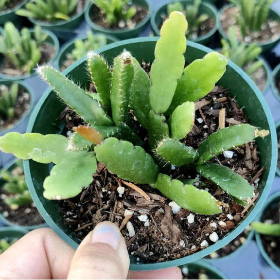 Rhipsalis Cereoides Cactus Succulent Live Plant 2 Inch for Indoor Outdoor Home Office Garden Decor