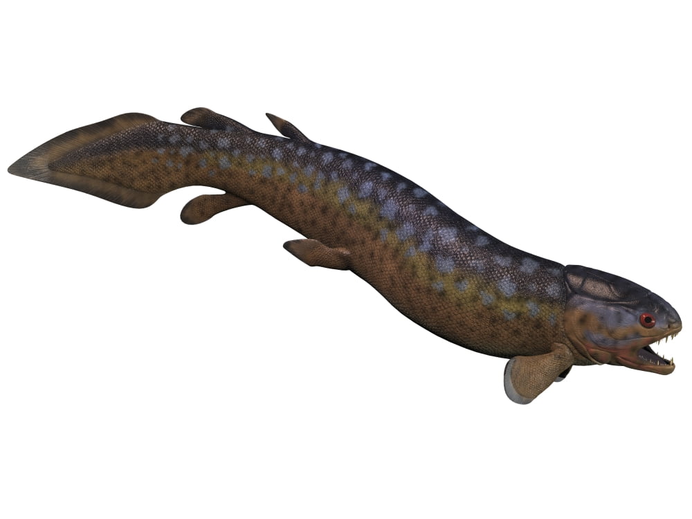 Rhizodus an extinct predatory lobe-finned fish Canvas Art - Corey FordStocktrek Images (17 x 13)