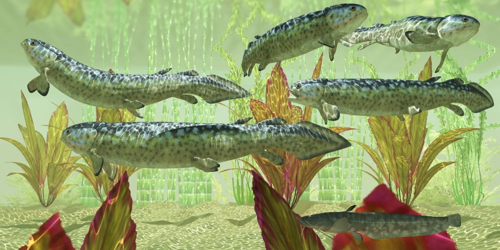 Rhizodus hibberti an extinct group of Carboniferous lobe-finned fish Canvas Art - Corey FordStocktrek Images (20 x 10)