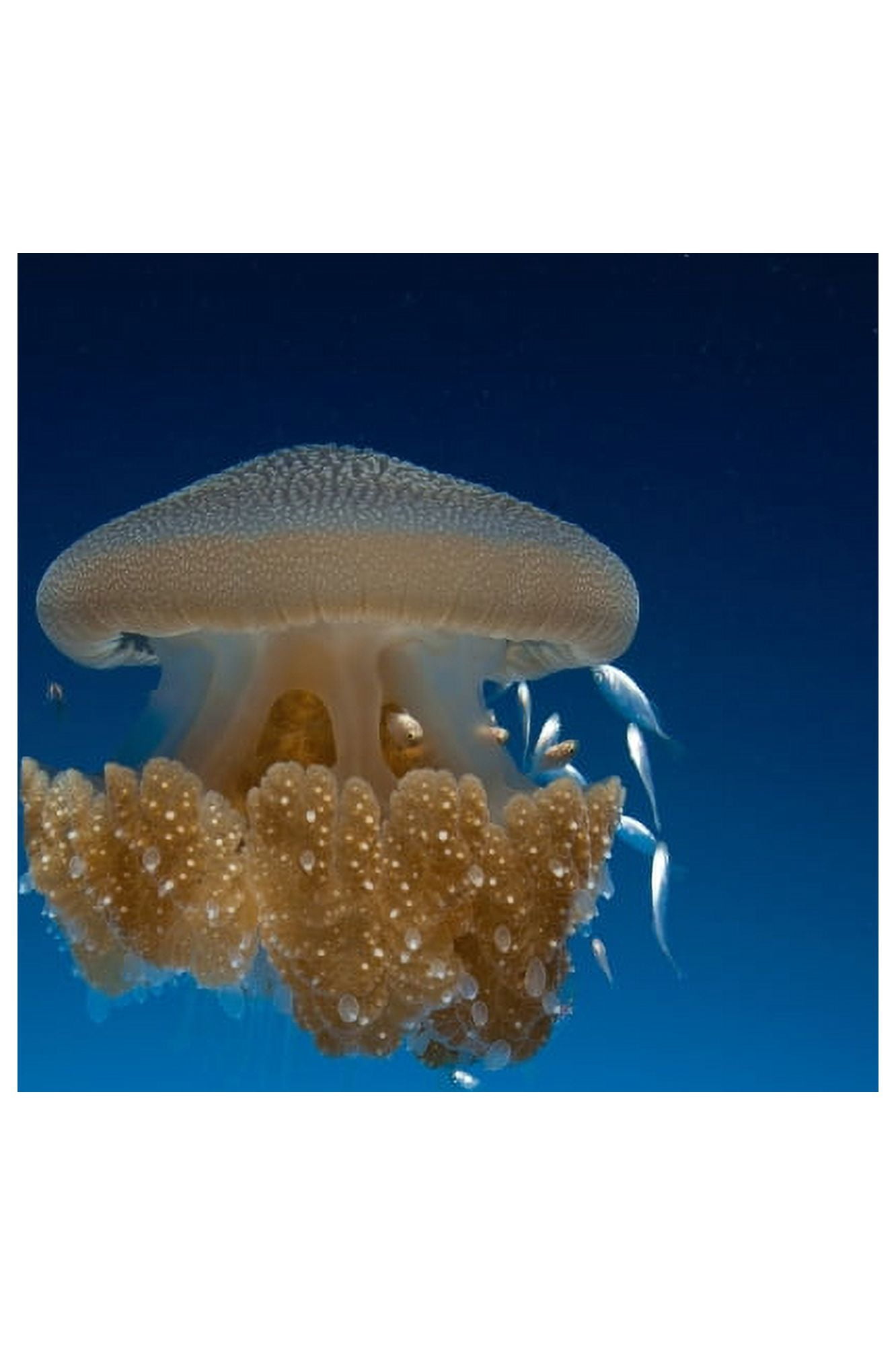 Rhizostome Jellyfish Tulamben Bali Indonesia Canvas Art - Steve JonesStocktrek Images (23 x 35)