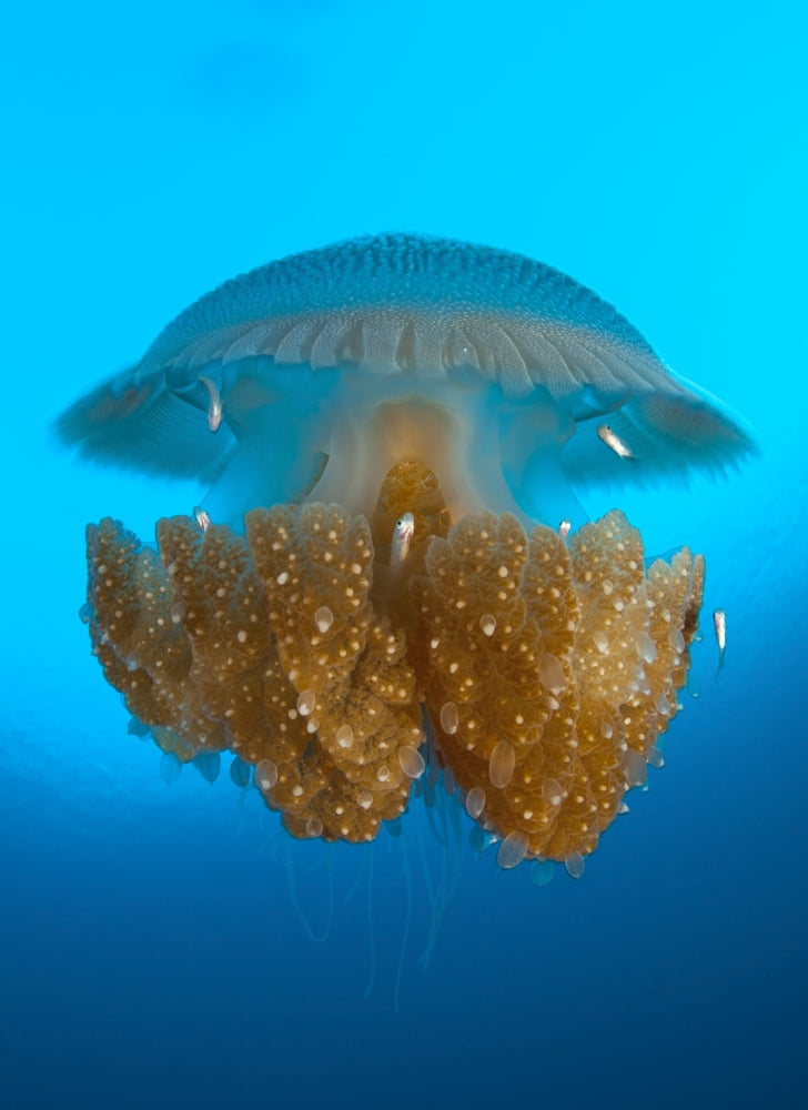 Rhizostome Jellyfish Tulamben Bali Indonesia Canvas Art - Steve JonesStocktrek Images (24 x 33)