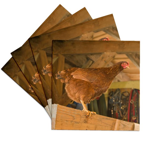 3drose, Rhode Island Red Hen at Liberty in a Barn., Pr, Set of 4 Ceramic Tile Coasters