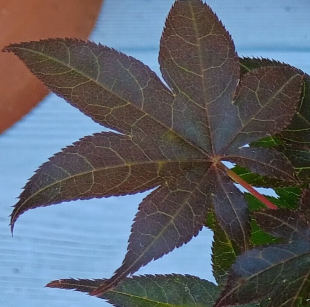 Rhode Island Red Japanese Maple Live Tree