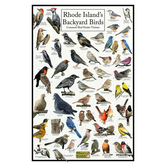 Rhode Island's Backyard Birds Poster - Rhode Island Bird Chart Highlighting Birds At Your Bird Feeder