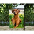 thumbnail image 1 of Rhodesian Ridgeback Garden Flag, 1 of 1