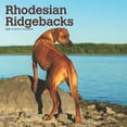 thumbnail image 1 of Rhodesian Ridgebacks | 2025 12x24" (Hanging) Square Wall Calendar | BrownTrout, 1 of 9