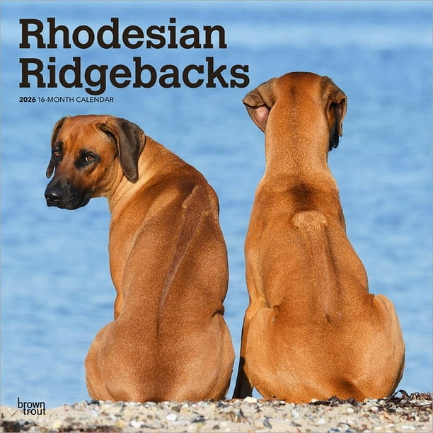 Rhodesian Ridgebacks 2026 12 X 24 Inch (Hanging) Monthly Square Wall