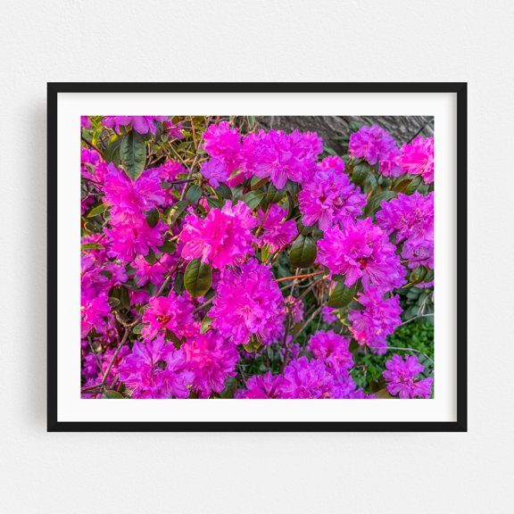 Rhododendron Blooms on a Spring Morning - Pennsylvania Photography Flowers Floral Garden Botanical Nature Summer Scenic Black Framed Wall Art Print 11 x 14 inches