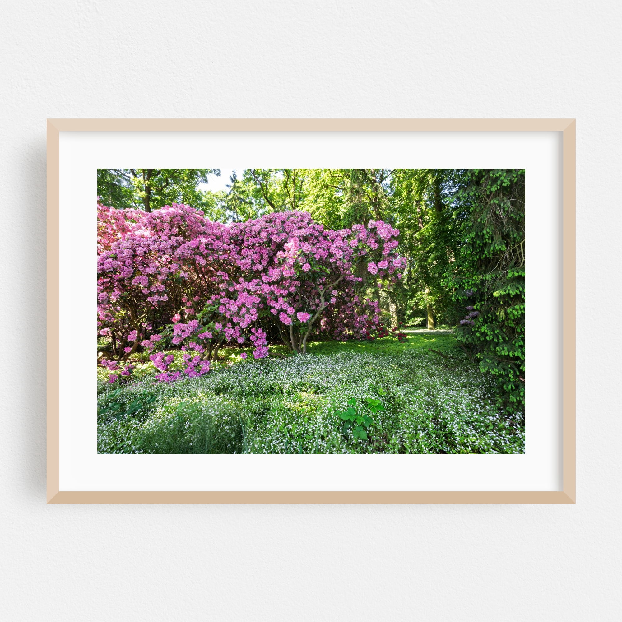 Spring Notebook Landscape Rhododendron Blooms in Spring Woodland - Photography Garden Flowers ...