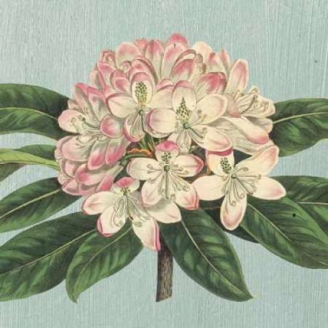 Rhododendron Canvas Art - Sarah E Chilton (24 x 24)