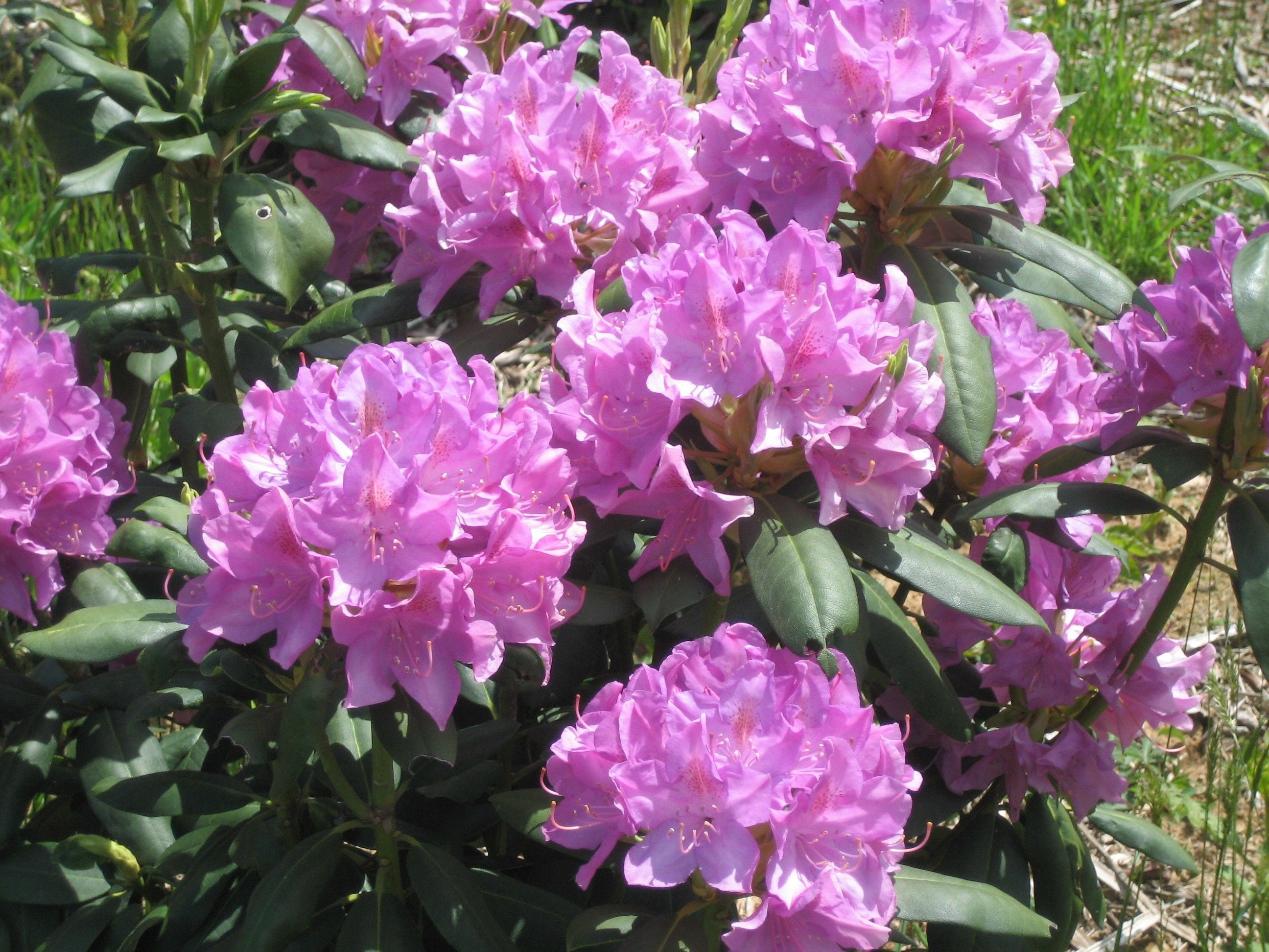 Rhododendron 'English Roseum' - Live Starter Plant - Walmart.com