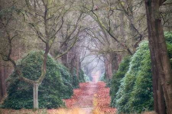 Rhododendron Lane Canvas Art - Cora Niele (24 x 36)