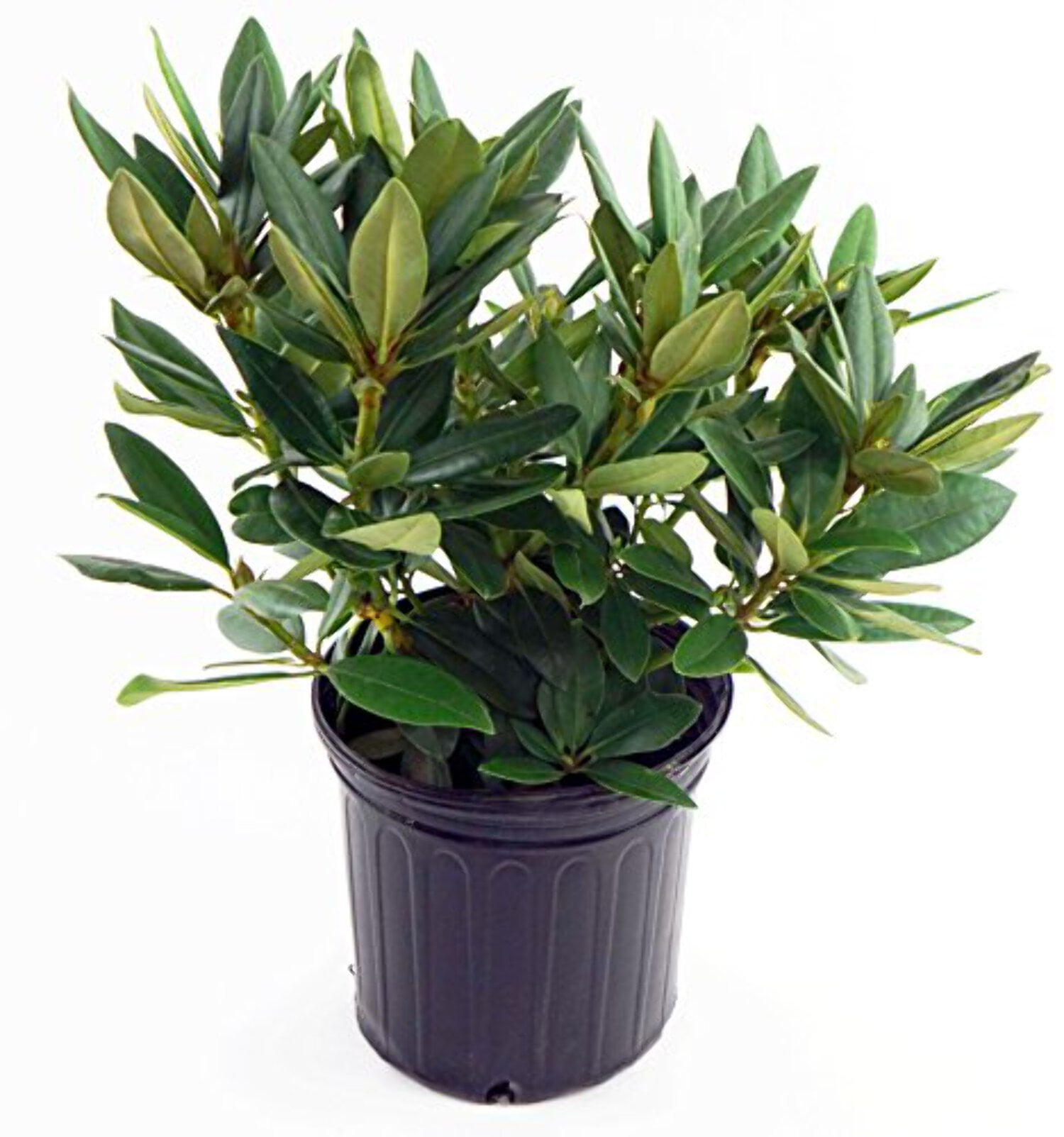sansevieria star green Emerald Star Snake Plant a Great Green Gift main image 0