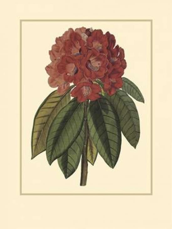 Rhododendron Rojo Canvas Art - Rafael Landea (18 x 24)