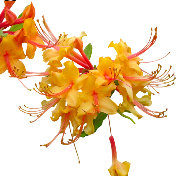 Rhododendron Tallulah Sunrise Native Azalea  2 Gallon Potted Plant, Fragrant Orange-Pink Spring Blooms