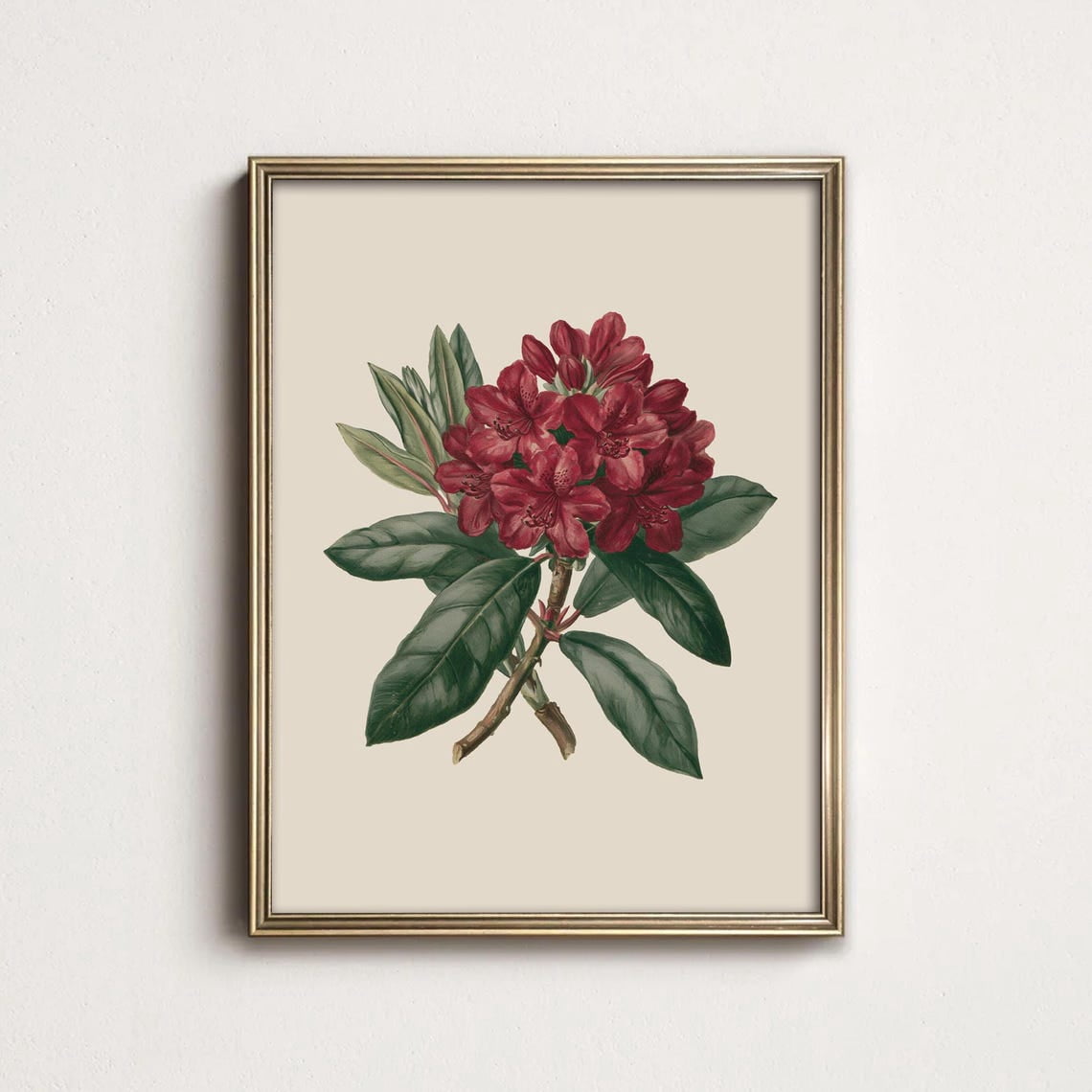 Rhododendron Victorian Botanical Flower Romantic Floral Wall Art Print ...