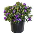 thumbnail image 1 of Rhododendron X 'Blue Baron' (Rhododendron) Evergreen, bluish purple flowers, #3 - Size Container, 1 of 8