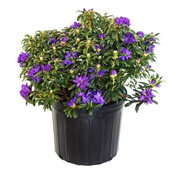 Rhododendron X 'Blue Baron' (Rhododendron) Evergreen, bluish purple flowers, #3 - Size Container