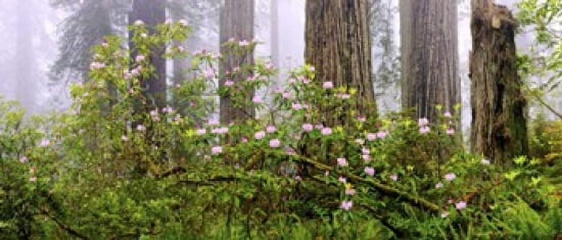 Rhododendron flowers in a forest Del Norte Coast State Park Redwood National Park Humboldt County California USA Canvas Art - Panoramic Images (15 x 6)