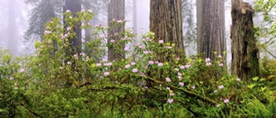 Rhododendron flowers in a forest Del Norte Coast State Park Redwood National Park Humboldt County California USA Canvas Art - Panoramic Images (30 x 13)