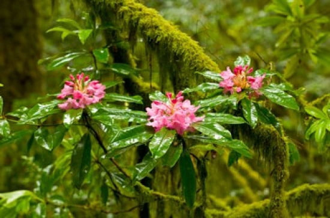 Rhododendron flowers in a forest Jedediah Smith Redwoods State Park Crescent City Del Norte County California USA Canvas Art - Panoramic Images (36 x 24)