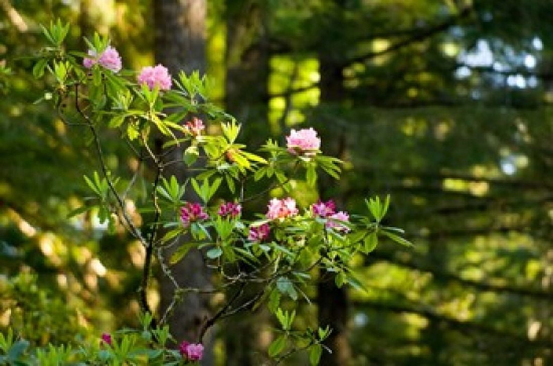 Rhododendron flowers in a forest Del Norte Coast Redwoods State Park Del Norte County California USA Canvas Art - Panoramic Images (36 x 24)