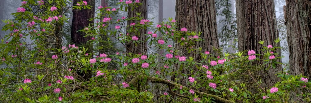 Rhododendron flowers in a forest Redwood National Park California USA Canvas Art - Panoramic Images (12 x 36)