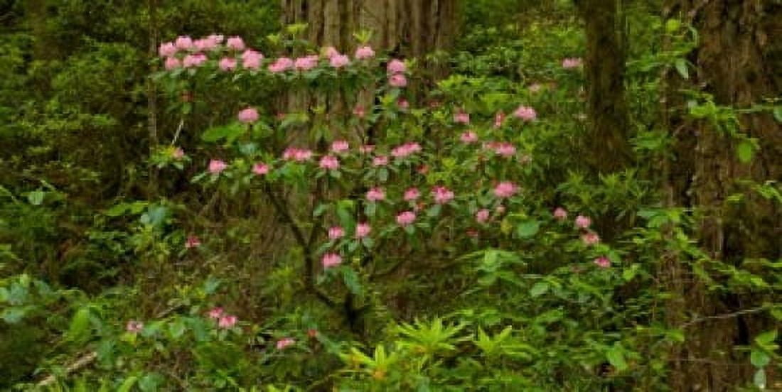 Rhododendron flowers and redwood trees in a forest Del Norte Coast Redwoods State Park Del Norte County California USA Canvas Art - Panoramic Images (36 x 24)