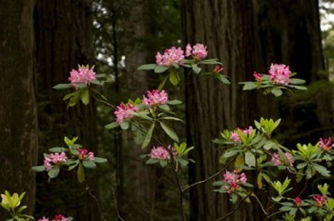 Rhododendron flowers and redwood trees in a forest Del Norte Coast Redwoods State Park Del Norte County California USA Canvas Art - Panoramic Images (36 x 24)