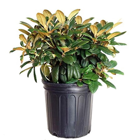 Yaku Princess Rhododendron